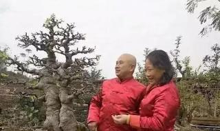 总裁夫人很逍遥全文免费