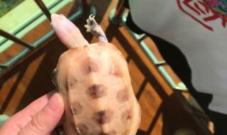 黄化斑纹草龟多少钱